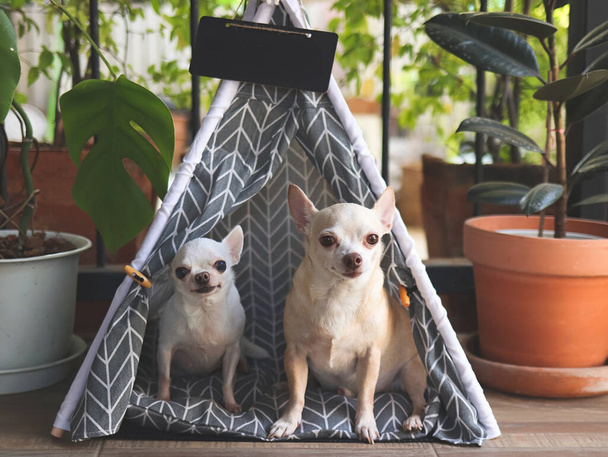Portrait of Two different size Chihuahua dogs sitting in gray teepee tent with blank name tag between house plant pot in balcony, looking at camera. - Valokuva, kuva