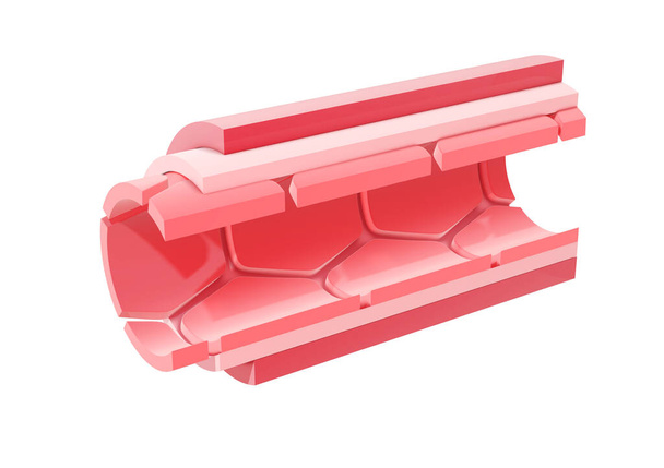 Illustration 3D d'une section de l'artère. Anatomie des différentes couches qui composent ses parois. - Photo, image