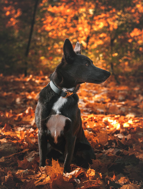 Gray dog with a white spot on his chest in the autumn forest - Foto, afbeelding