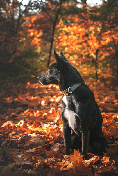 Gray dog with a white spot on his chest in the autumn forest - Фото, изображение
