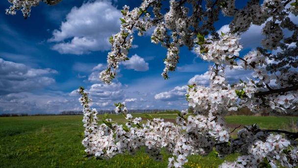 hapankirsikkapuun oksa runsaassa kukassa paistaa auringossa, pienet valkoiset kukat ja silmut ohuella oksalla, raskas pilvi huhtikuun kevätaamuna, vehnäkenttä, tunne luonto käsite, Eurooppa rauha - Valokuva, kuva