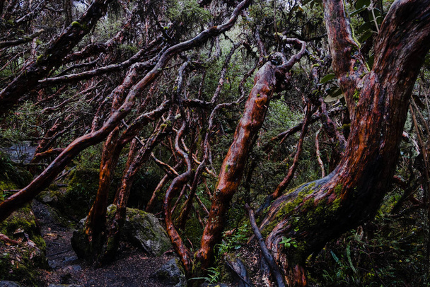 Horizontální fotografie papírového lesa (Polylepis) endemického do středo- a výškových oblastí tropických And. Národní park Cajas, Cuenca, provincie Azuay, vysočina Ekvádor. - Fotografie, Obrázek