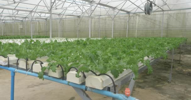 lähikuva kasvavasta salaatista pienissä vesiviljelyjärjestelmissä. Vesiviljely on menetelmä kasvien kasvattamiseksi ilman maaperää - Materiaali, video