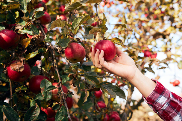 Woman picking ripe apples on farm. Farmer grabbing apples from tree in orchard. Fresh healthy fruits ready to pick on fall season. Agricultural industry. Harvest time in countryside - Foto, afbeelding