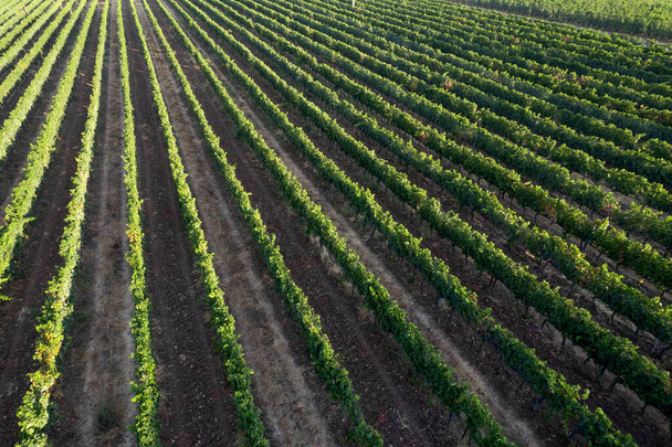 Авиационная фотографическая документация рядов виноградников в Тоскане Италия  - Фото, изображение