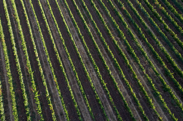 Ilmakuvia Toscanan viinitarhan riveistä Italia  - Valokuva, kuva