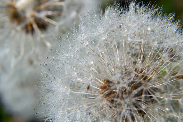 Tavallinen voikukka Taraxacum officinale haalistuneet kukat näyttää lumipallo, kypsä cypselae hedelmät. - Valokuva, kuva