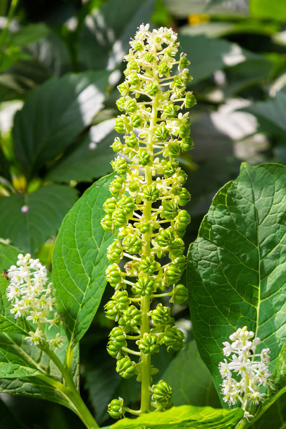 una planta inusual Laconosa o Phytolacca Americana con una inflorescencia larga y estrecha entre el follaje. Papel pintado floral. - Foto, imagen