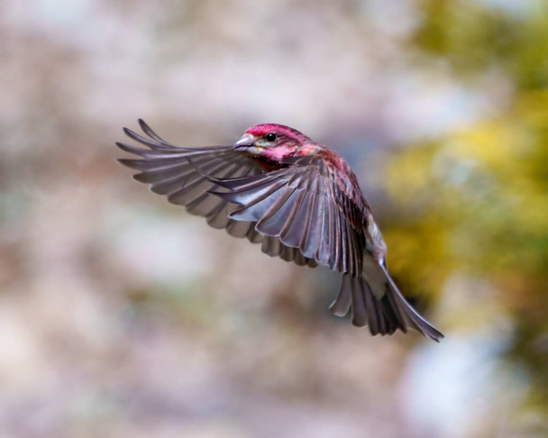 Finch male flying with its beautiful red colour spread wings with a blur background in its environment and habitat surrounding. Bird flight. Purple Finch Image and Photo. - Φωτογραφία, εικόνα