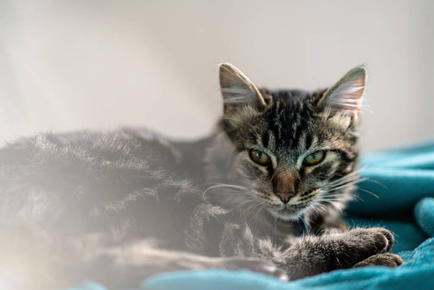 Πορτρέτο του υπνηλία γάτα κοιτάζοντας κάμερα και ανάπαυσης από το φως του ήλιου στο σαλόνι. Κοντινό πλάνο μικτή φυλή εγχώρια γάτα - Φωτογραφία, εικόνα