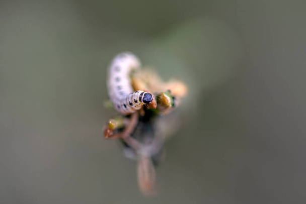 Close Up Head of Yponomeuta Evonymella Moth at Amsterdam Ολλανδία 24-5-2022 - Φωτογραφία, εικόνα