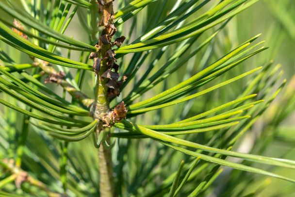 Close Up Pinus Bungeana Pine Tree at Amsterdam Ολλανδία 21-3-2022 - Φωτογραφία, εικόνα
