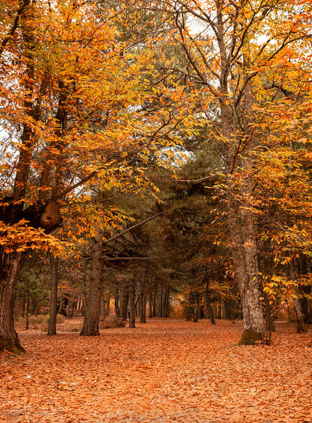 秋の日記の色おとぎ話のイメージ - 写真・画像