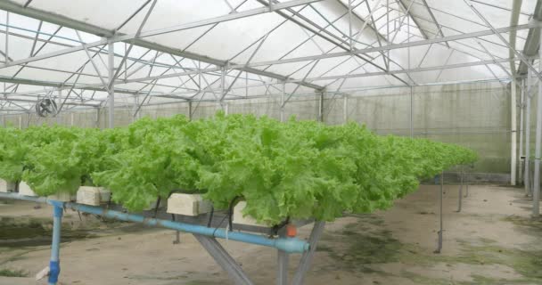 lähikuva kasvavasta vihreästä salaatista pienissä vesiviljelyjärjestelmissä - Materiaali, video