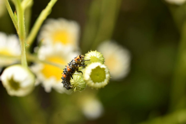 A predator, a ladybug larva, sits on chamomile flowers. - Photo, Image