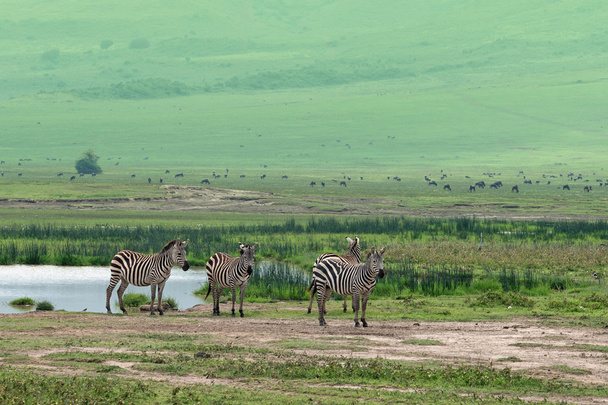 Zebre in savana
 - Foto, immagini