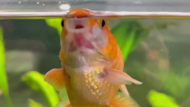 56 Goldfish Scooping Stock Video Footage - 4K and HD Video Clips