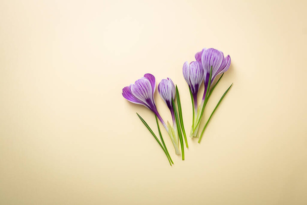Top view of saffron flowers spring concept copy space beige surface - Foto, imagen