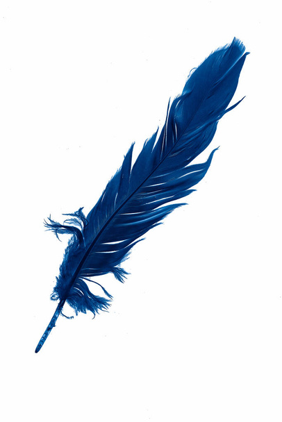pluma de ganso azul sobre un fondo blanco aislado - Foto, Imagen