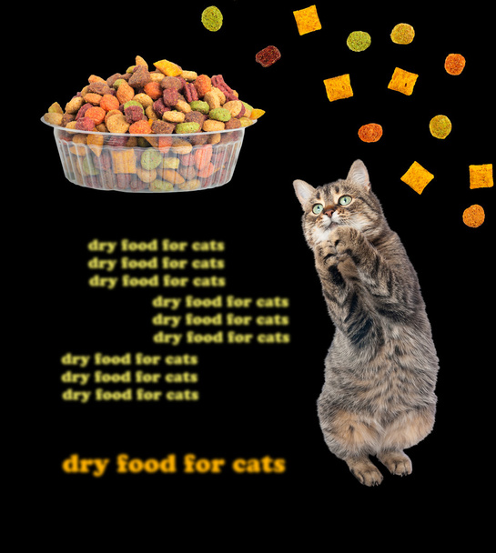 Legrační kočka s chutí k jídlu jí suché kočky. Izolovaný. - Fotografie, Obrázek