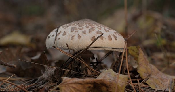 The parasol mushroom in the forest in autumn season. Macrolepiota procera, Close-up - Photo, Image
