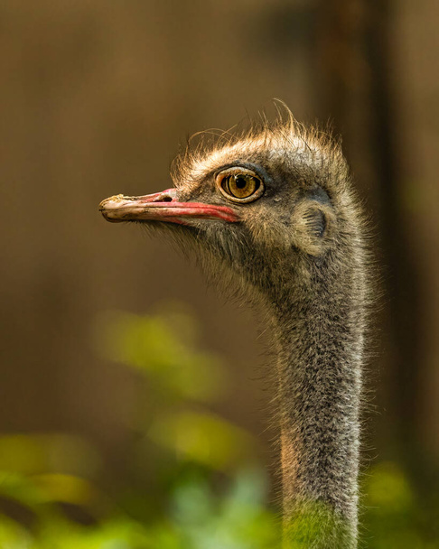 Een hoofd shot van struisvogel in het veld - Foto, afbeelding
