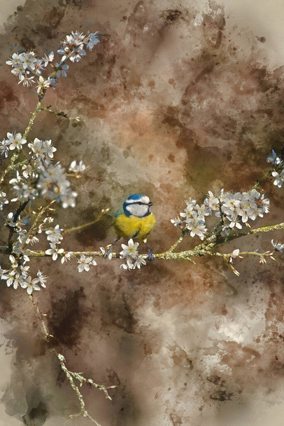 Digital watercolor painting of Beautiful Spring image of Blue Tit Cyanistes Caerulueus bird on flowering hawthorn bush in woodland landscape setting - Photo, Image