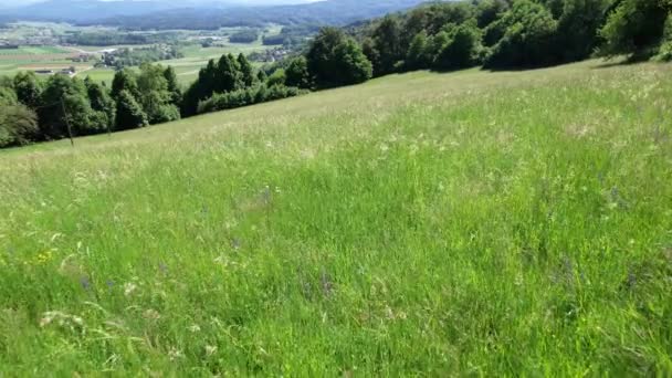 AERIAL: Low flight over lush meadow surrounded by forest on a slope above valley. Grassland vegetation moving in gentle breeze. Close up view of unmown pastureland sown with different meadow plants. - Footage, Video