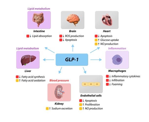 Peptide Glucagon-like 1 GLP-1 previene complicazioni macrovascolari, malattia coronarica, metabolismo lipidico, infiammazione della pressione sanguigna, ossido nitrico ROS, ossigenmolecola, rendering grafico 2d 3d - Foto, immagini