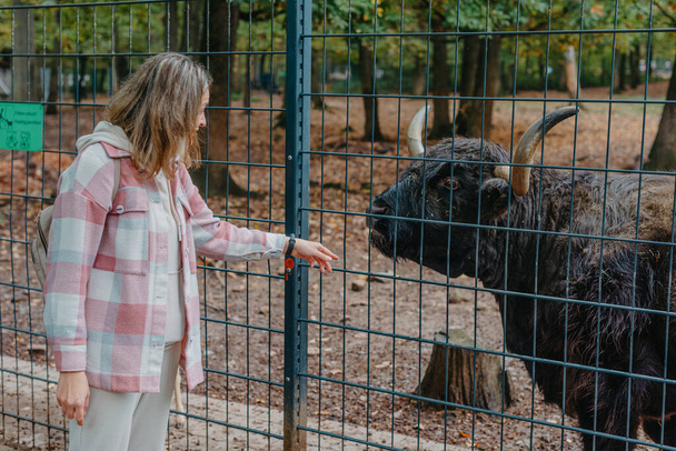 Beautiful little girl in pink coat feeding buffalo. Grl feeding buffalo at animal farm. Bison face under fencing paddock. - Foto, immagini