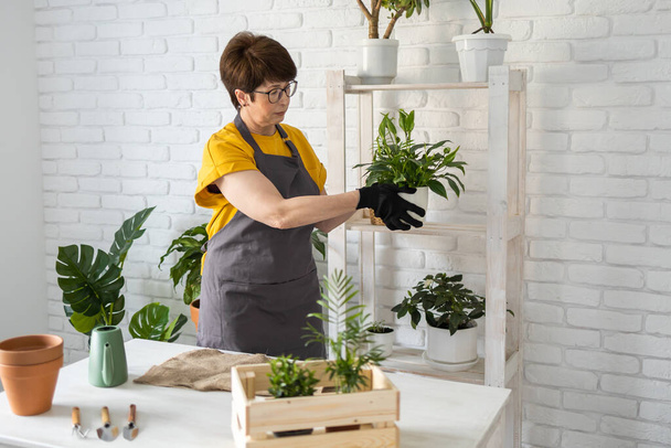 Kobieta w średnim wieku w fartuchu dba o roślinę doniczkową w garnku. Ogrodnictwo i kwiaciarnia. Dom z zielonych roślin i Cottagecore botanicznej kwiaciarni - Zdjęcie, obraz