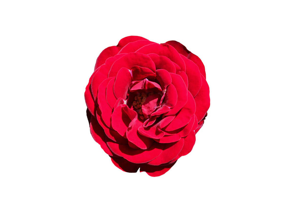 Kaunis rehevän punaisen ruusun nuppu valkoisella taustalla. Scarlet rose silmut eristetty ilman taustaa suunnitteluun. Kirkas intohimo kukka lähikuva ylhäältä - Valokuva, kuva