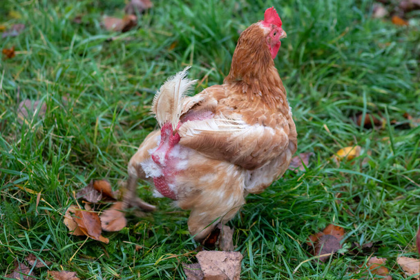 Pollo de corral libre en granja orgánica fueron maltratados en la cría de ganado y están enfermos de enfermedades y plumas sueltas después de arañazos y peleas en el gallinero de pollo sin cría adecuada a las especies - Foto, imagen