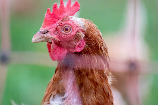 Vörösfejű tyúk makró fej lövés nézet mutatja részleteket csirke csőr és vörös cockscomb a kertben csirke ökológiai baromfi és ökológiai állatállomány tenyésztési tojás és szabadtartású tenyésztés a mezőgazdasági területen - Fotó, kép
