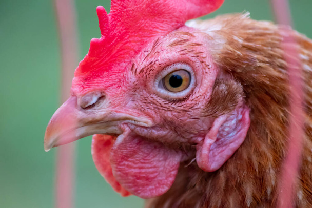 Poule à tête rouge en vue macro-tête montre les détails du bec de poulet et du peigne rouge sur le poulet d'arrière-cour avec de la volaille biologique et du bétail biologique pour les œufs d'élevage et la reproduction en plein air sur les terres agricoles - Photo, image