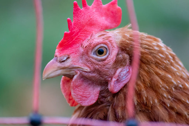 Poule à tête rouge en vue macro-tête montre les détails du bec de poulet et du peigne rouge sur le poulet d'arrière-cour avec de la volaille biologique et du bétail biologique pour les œufs d'élevage et la reproduction en plein air sur les terres agricoles - Photo, image