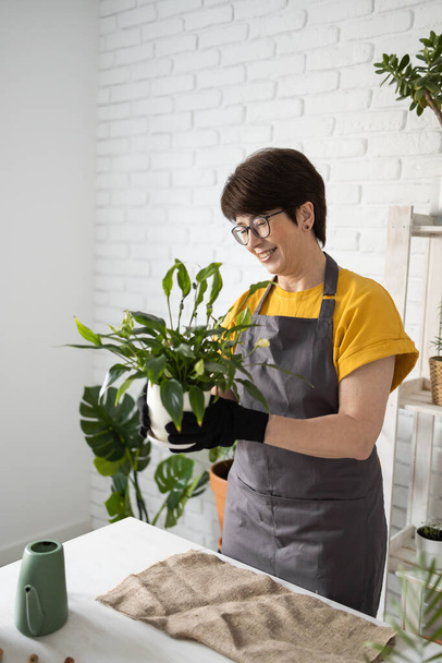Spring Houseplant Care, repotting houseplants. Waking Up Indoor Plants for Spring. Woman is transplanting plant into new pot at home. Gardener transplant plant Spathiphyllum - Foto, Imagen