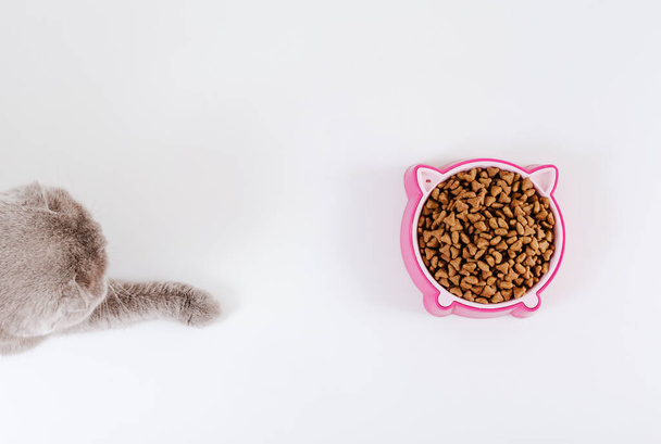 Pink cat food bowl and grey cute cat. White background. Top view. Copy space - Photo, image
