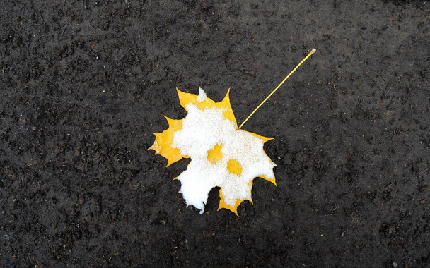 Φύλλο σφενδάμνου στο έδαφος καλυμμένο με φόντο χιόνια  - Φωτογραφία, εικόνα