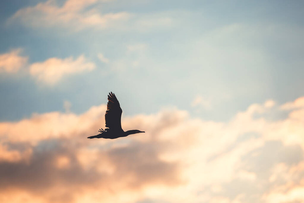 Силуэт летающей птицы, баклан, летящий в небе - Фото, изображение