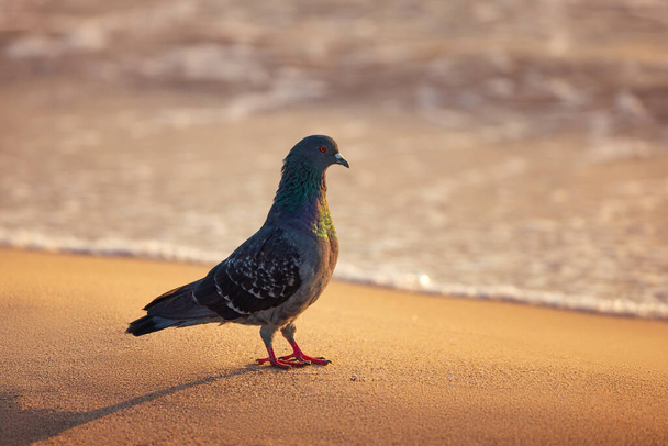 Dove, pigeon on the sea sand during scenic beach sunrise - Foto, afbeelding