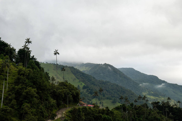 Maailman korkein vaha Palms (Ceroxylon quindiuense) Tunnustettu Unescon kulttuuriperinnön löytyy Cocora Valley, Salento, Quindio, Kolumbia - Valokuva, kuva