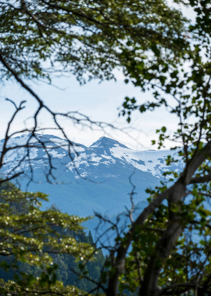 prachtig uitzicht op de berg door het bos - Foto, afbeelding