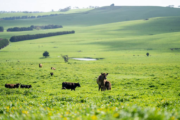 angus ja wagyu yo lehmät ja sonnit maatilalla keväällä - Valokuva, kuva