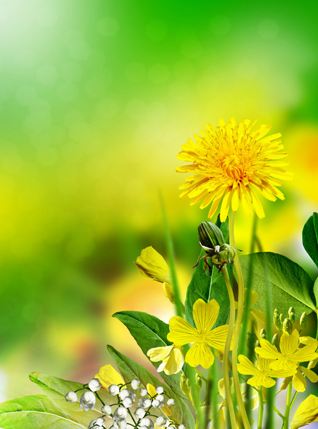 Лютик полевых цветов. желтый цветок
 - Фото, изображение