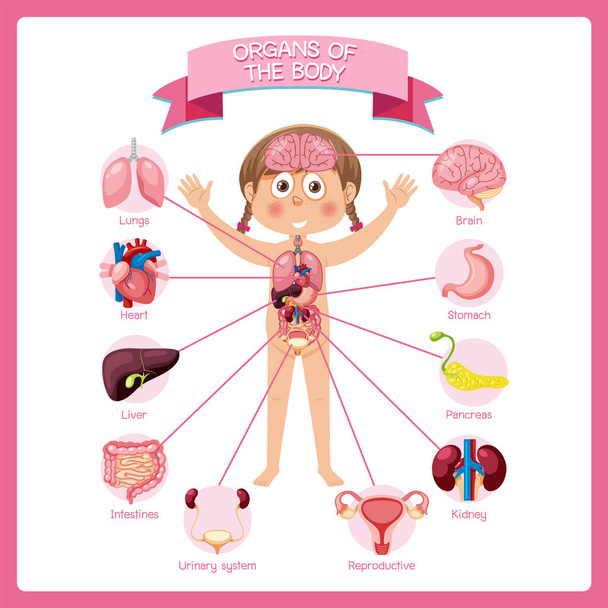 Внутренние органы тела для детской иллюстрации - Фото, изображение