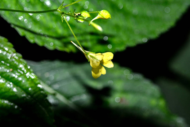 Küçük Balsam (Impatiens parviflora). Çiçek yakın plan. Parviflora yabani bitkisi filizleniyor. Sarı çiçek Impatiens parviflora veya küçük balsam yakın çekim. - Fotoğraf, Görsel