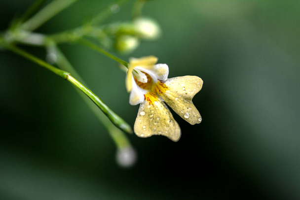 Small Balsam (Impatiens parviflora). Flower Closeup .Impatiens parviflora wild plant blossoming .Yellow flower Impatiens parviflora or small balsam close up. - Photo, Image