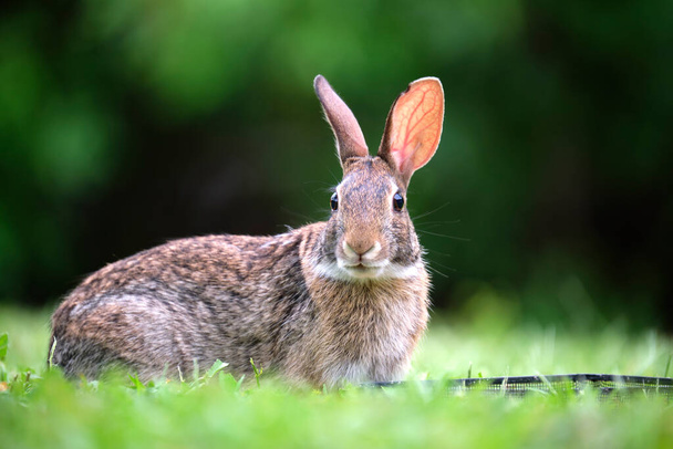 Grey small hare eating grass on summer field. Wild rabbit in nature. - Photo, Image