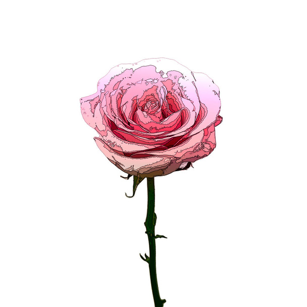Botany illustration. Pink rose flower in cartoon style isolated on white background. - 写真・画像